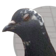 Avatar de l’utilisateur